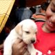 Cute Puppies Are Going To Their New Family At Galiff Street Kolkata