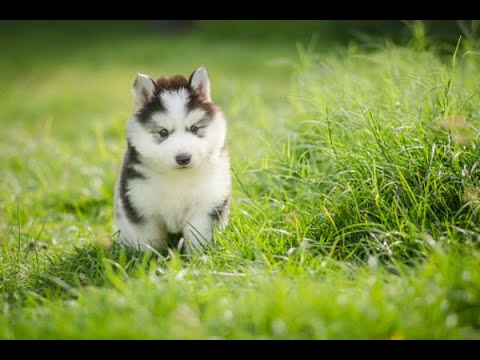 Cute Puppies Compilation