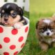 ❤Cute Puppies Doing Cute Things? 2020#1