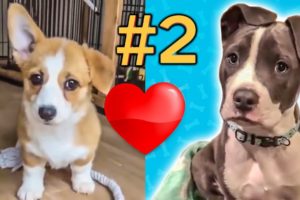 Cute Puppies ❤️Doing Funny Things ❤️ #2 | Cutest Dog 2020