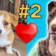 Cute Puppies ❤️Doing Funny Things ❤️ #2 | Cutest Dog 2020