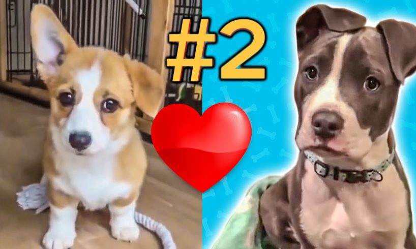 Cute Puppies ❤️Doing Funny Things ❤️ #2 | Cutest Dog 2020