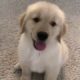 ♥Cute Puppies Doing Funny Things 2020♥ #3 Cutest Animals