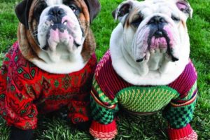 Cute Puppies Dressed Up For Christmas