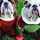 Cute Puppies Dressed Up For Christmas