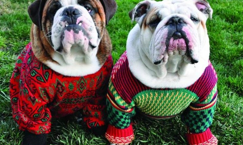 Cute Puppies Dressed Up For Christmas