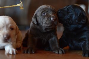 Cute Puppies For You