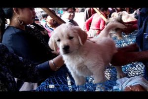 Cute Puppies For You At Galiff Street Pet Market Kolkata