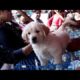 Cute Puppies For You At Galiff Street Pet Market Kolkata