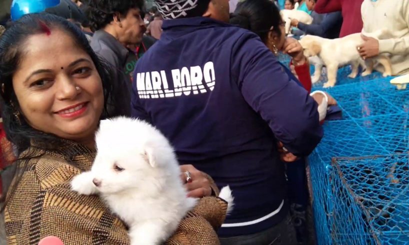 Cute Puppies For You At Galiff Street l Largest Pet Market Of India