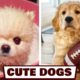 Cute Puppies Funny Videos | Try Not to Laugh Dogs Videos 2020 | Cute Dogs Playing