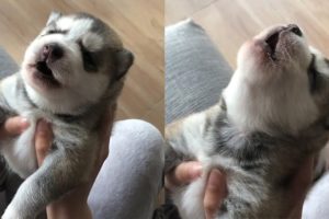 Cute Puppies Howl For The First Time Compilation