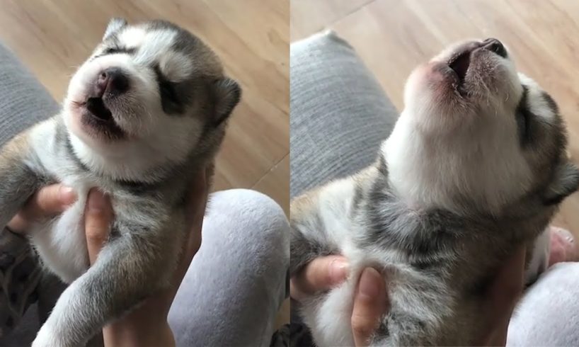 Cute Puppies Howl For The First Time Compilation