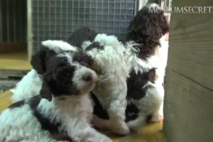 Cute Puppies Learn to Truffle Hunt in Tuscany, Italy (Vlog)