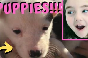 Cute Puppies - PART 2