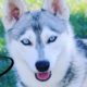 Cute Puppies Playing 360 Video-Alaskan Klee Kai