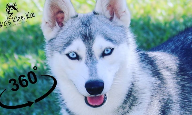 Cute Puppies Playing 360 Video-Alaskan Klee Kai