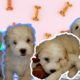 Cute Puppies Playing and Fighting in Slow Motion!
