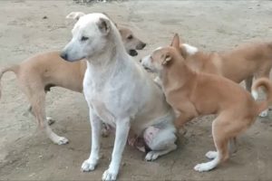 Cute Puppies Playing and Running around their Mom