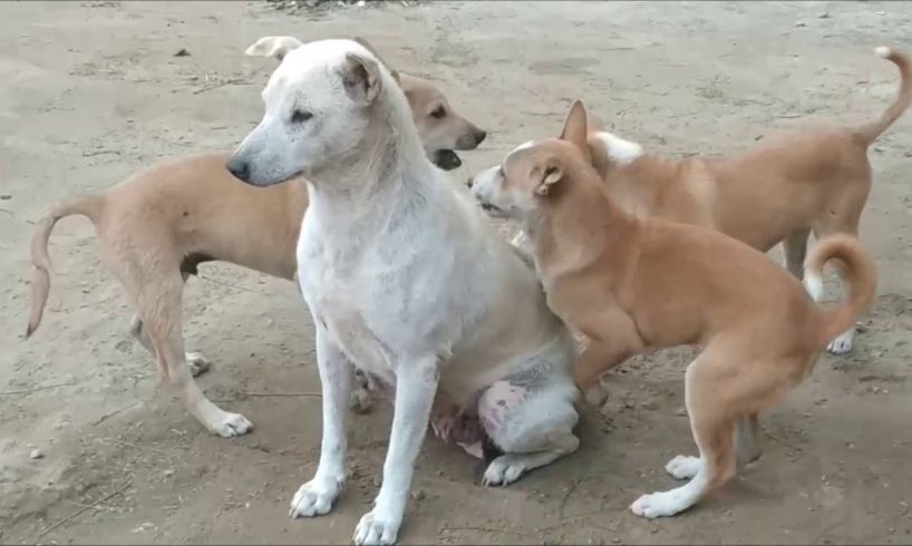 Cute Puppies Playing and Running around their Mom
