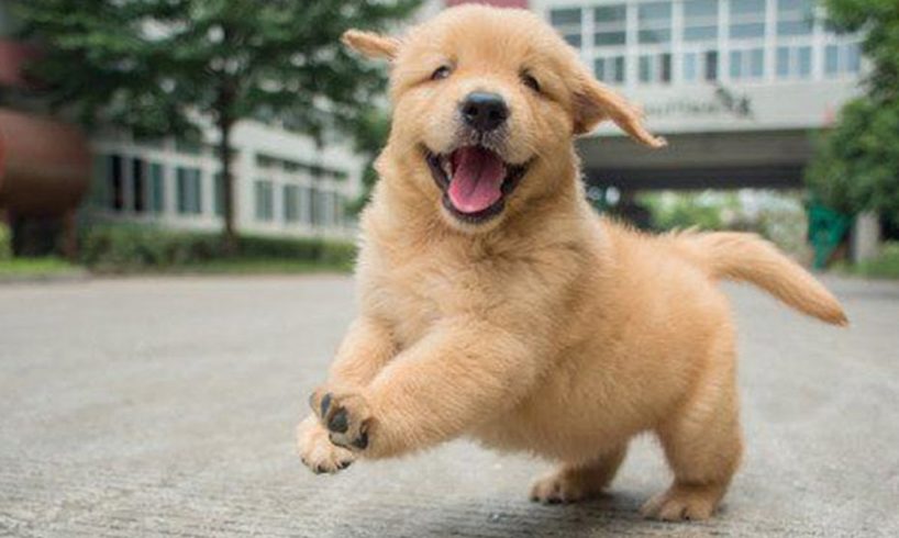 Cute Puppies Running Around | Cute Alaskan Malamute Puppies Running – Puppies TV