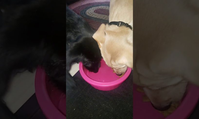Cute Puppies Sharing Their Food Together!