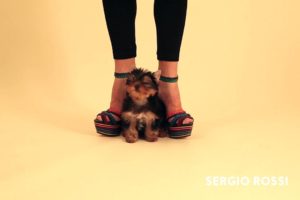 Cute Puppies Show Off Spring’s Hottest Shoes