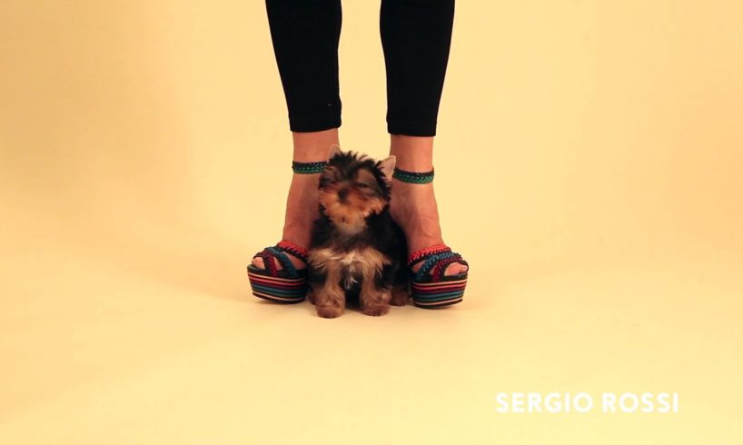 Cute Puppies Show Off Spring’s Hottest Shoes