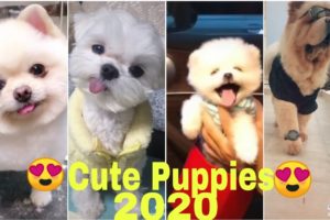 ?Cute Puppies ?|Trending Cute Puppies TikTok Videos|Very Small Puppies, Funny Puppies 2020|