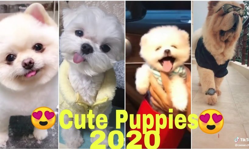 ?Cute Puppies ?|Trending Cute Puppies TikTok Videos|Very Small Puppies, Funny Puppies 2020|