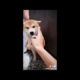 Cute Puppies Video & TikTok Compilation??
