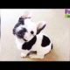 Cute Puppies Videos - Funny Puppies Doing Cute Things 2017