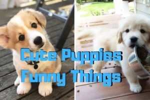 ♥Cute Puppies & Cutest Dogs [ Doing Funny Things] 2020 ♥ #11
