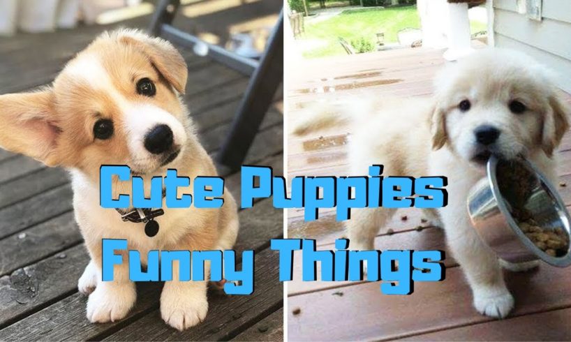 ♥Cute Puppies & Cutest Dogs [ Doing Funny Things] 2020 ♥ #11