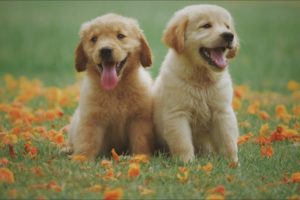 Cute Puppies in the world 2020|Cute Dogs Video|Baby Dogs|Cute pet dog puppies|Magical World
