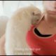 Cute baby animals Videos Compilation of the animals-Cute, Funny and Heart-Warming |Animals Planet