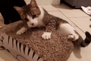 Cute cats playing with catnip!