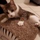 Cute cats playing with catnip!