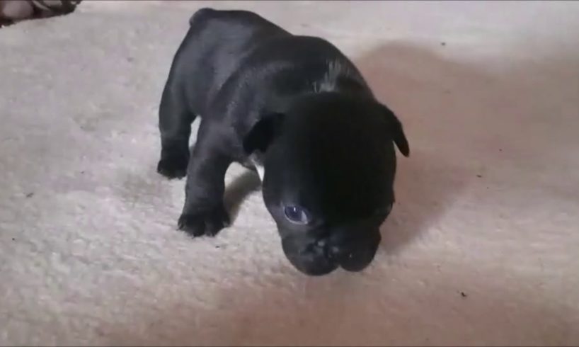 Cute french bulldog puppies, funny dog video compilation!