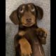 Cute puppies & dogs video compilation