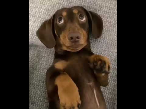 Cute puppies & dogs video compilation