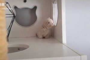 Cute puppies️ and Funny Cats Compilation #17 ?Aww - Fun with Pets