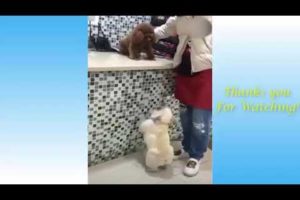 Cute puppies compilation #14 cute dog
