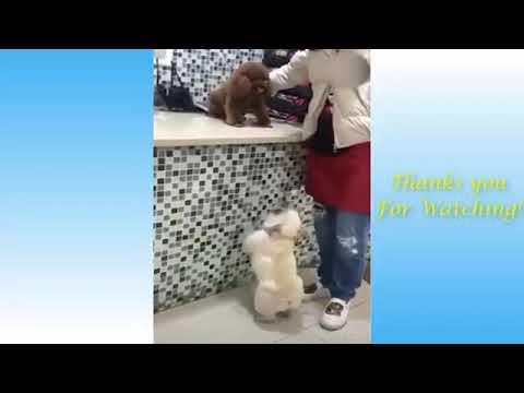 Cute puppies compilation #14 cute dog