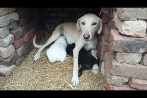 Cute puppies milking | The Malangs | .