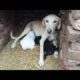 Cute puppies milking | The Malangs | .
