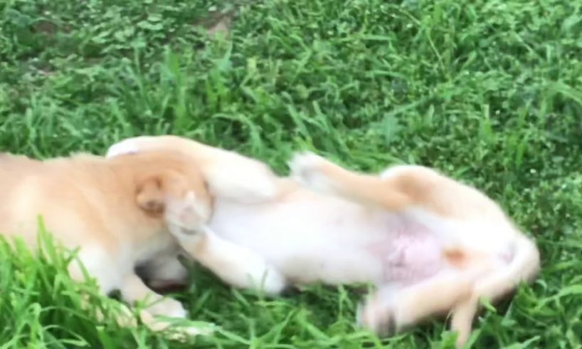 Cute puppies play fighting