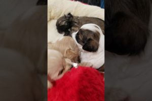 Cute puppies playing