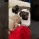 Cute puppies playing