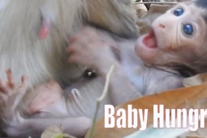 Cutest Baby animal trying To learn Toddler Walking, Newly Monkey Need Milk and Sleeping
